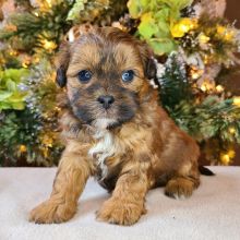 We have a stunning litter of shihpoo puppies Image eClassifieds4U
