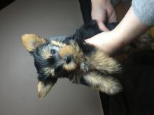 Yorkie Puppies