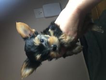Yorkie Puppies Image eClassifieds4u 2