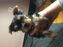 Yorkie Puppies Image eClassifieds4u 3