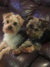 Yorkie Puppies Image eClassifieds4u 4