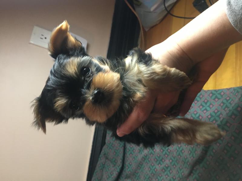 Yorkie Puppies Image eClassifieds4u