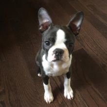  Ckc  Boston Terrier Puppies     Email at us    [ mountjordan17@gmail.com ]