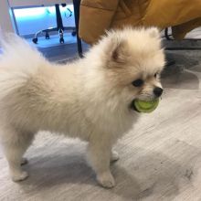  Fantastic Ckc Pomeranian Puppies Email at us    [  mountjordan17@gmail.com ]