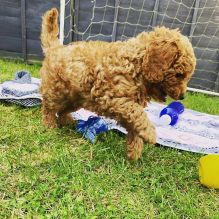 Cavapoo male and female puppies for adoption
