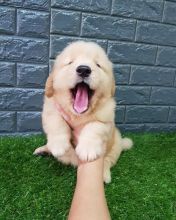 Golden Retriever puppies, cKC registered, males and females