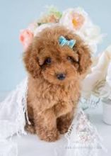 Healthy and Cute Toy poodle Puppies for good homes. Feel free to Text or call me @(732) 515-5611