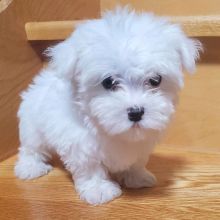 Male and female Maltese puppies for adoption