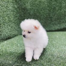 Pomsky puppies available in good health condition for new homes