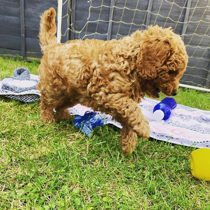 Cavapoo male and female puppies for adoption Image eClassifieds4u