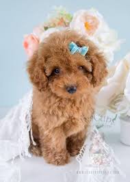 Healthy and Cute Toy poodle Puppies for good homes. Feel free to Text or call me @(732) 515-5611 Image eClassifieds4u