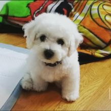 Bichon Frise puppies for good re homing to interested homes. Image eClassifieds4U