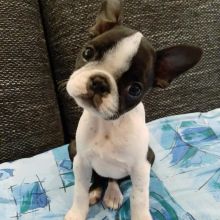 Boston Terrier puppies for good re homing to interested homes. Image eClassifieds4U