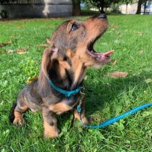 Dachshund Puppies Looking For New Homes Image eClassifieds4U