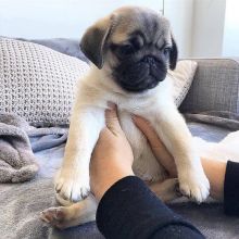 Pug puppies available in good health condition for new homes Image eClassifieds4U