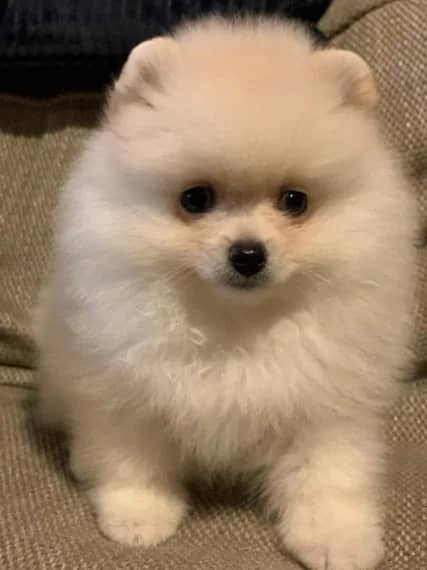 Pomeranian puppies available in good health condition for new homes Image eClassifieds4u