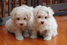 Cute And Lovely Bichon Frise Puppies For Adoption.