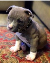 Blue Nose American Pit Bull Terrier Pups available