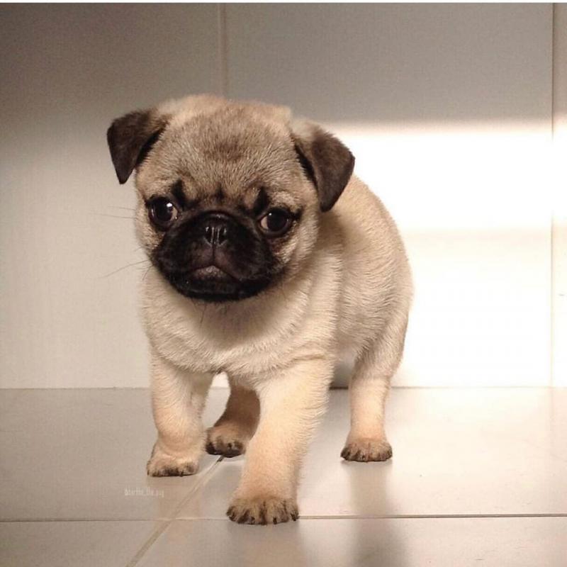 Absolutely adorable small loving and smart Pug puppies available for re homing Image eClassifieds4u