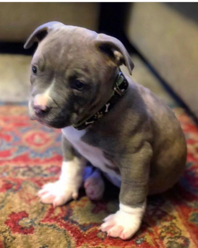 Blue Nose American Pit Bull Terrier Pups available Image eClassifieds4u