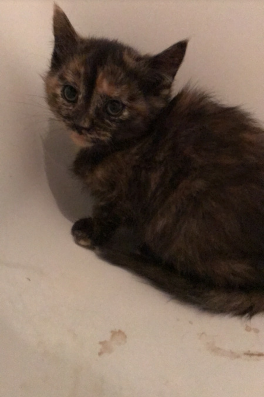 Kittens waiting for forever home Image eClassifieds4u