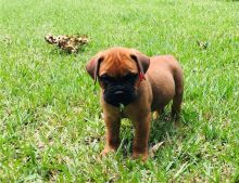 Bullmastiff Puppies available.