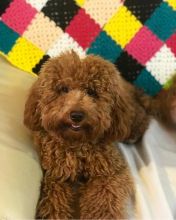 Fabulous Family Ckc Toy poodle Puppies Available [ mountjordan17@gmail.com]