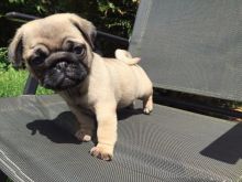 Amazing   ckc Pug Puppies Available