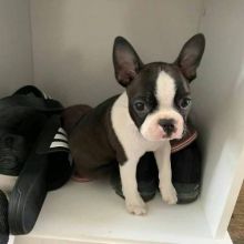 Boston Terrier males and females Puppies
