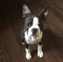 Charming Ckc Boston Terrier Puppies Available [ mountjordan17@gmail.com]