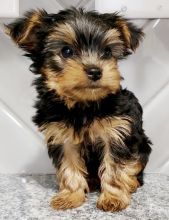 Charming Yorkshire Terrier puppies available