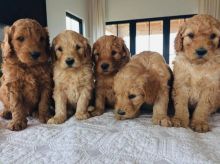 Goldendoodle Puppies