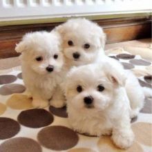 Maltese puppies for adoption