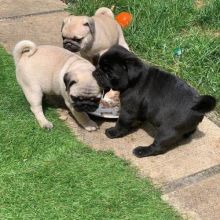 Top Quality 12 Weeks old Pug Puppies For Adoption Hello