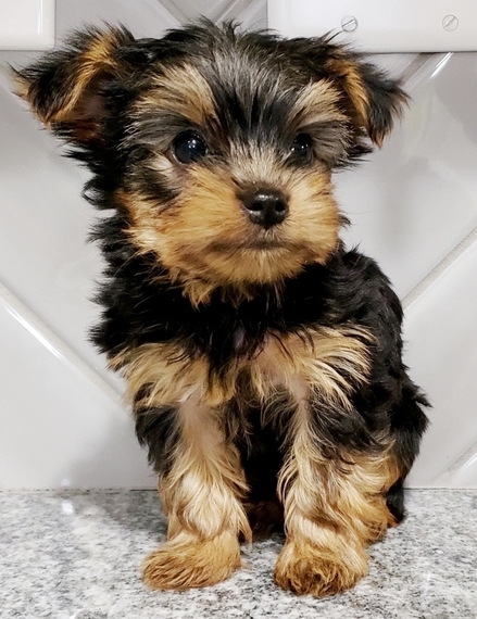 Charming Yorkshire Terrier puppies available Image eClassifieds4u