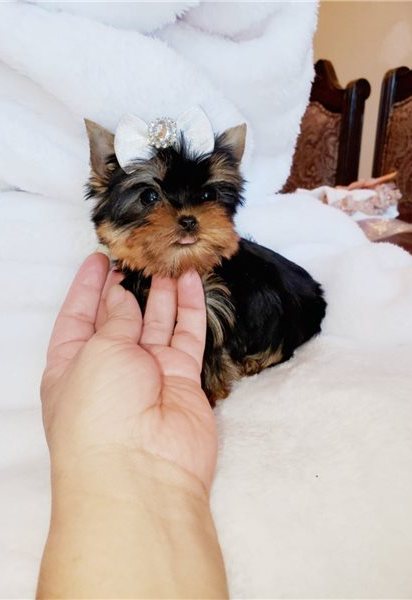 Heart melting Yorkshire Terrier puppies Image eClassifieds4u