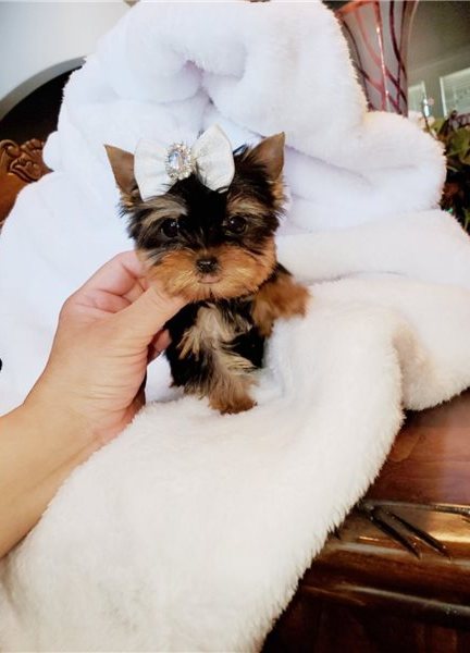 Heart melting Yorkshire Terrier puppies Image eClassifieds4u