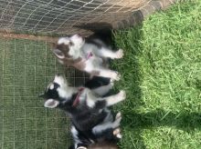 2 husky pups Image eClassifieds4U