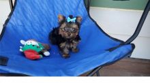 Heart melting Yorkshire Terrier puppies Image eClassifieds4u 3