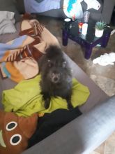 Pomerian Image eClassifieds4u 2