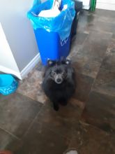 Pomerian Image eClassifieds4u 1