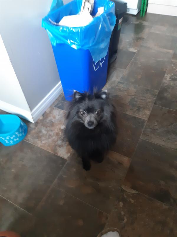 Pomerian Image eClassifieds4u