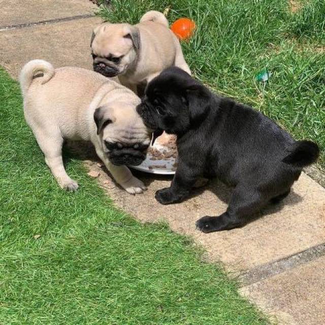 Top Quality 12 Weeks old Pug Puppies For Adoption Hello Image eClassifieds4u