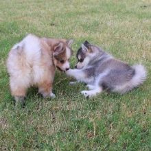 Beautiful Pomsky Puppies