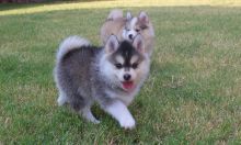 Beautiful Pomsky Puppies Image eClassifieds4u 2