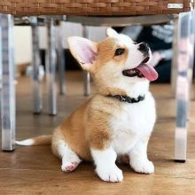 corgi puppies dogs classifieds quebec adoption charming email gmail