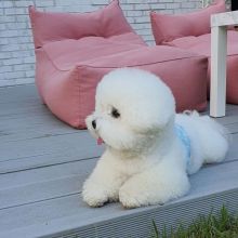 male and female home raise Bichon Frise puppies,