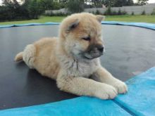 Well trained chow chow puppies for adoption