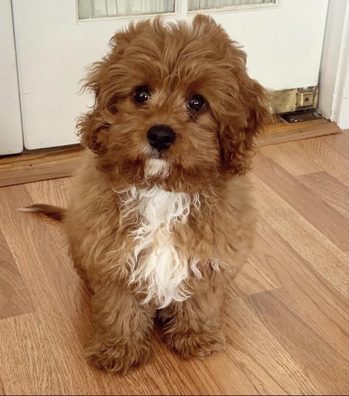 cavapoo puppies Image eClassifieds4u