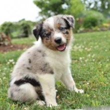Pure Bred CKc Reg Australian Shepherd Puppies for Adoption *** Image eClassifieds4U